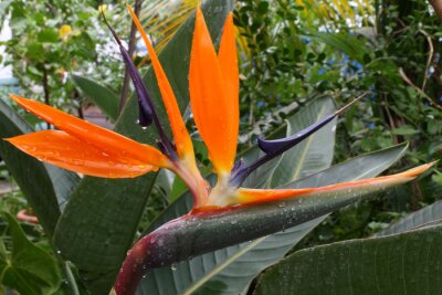 Papier peint  oiseau du paradis, Strelitzia, reginae de Strelitzia
