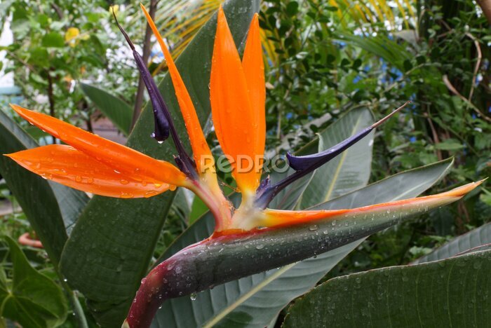 Papier peint  oiseau du paradis, Strelitzia, reginae de Strelitzia