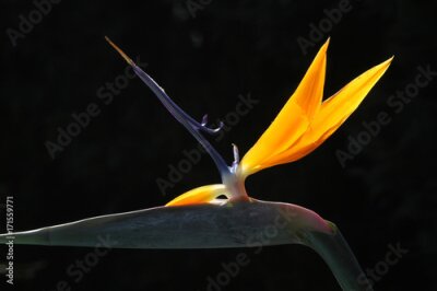 Papier peint  Oiseau du paradis (Strelitzia reginae), fleur au rétro-éclairage