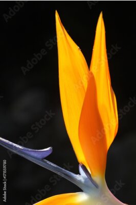 Papier peint  Oiseau du paradis (Strelitzia reginae), fleur au rétro-éclairage