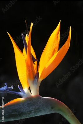 Papier peint  Oiseau du paradis (Strelitzia reginae), fleur au rétro-éclairage