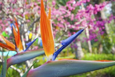 Papier peint  Oiseau du Paradis Tropical (Strelitzia) Fleur