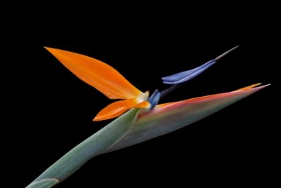 Papier peint  Oiseau du Paradis Tropical (Strelitzia) fleur isolé sur fond noir
