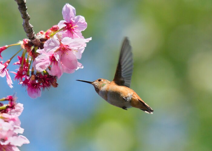 Papier peint  Oiseau en mouvement près de fleurs