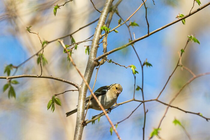Papier peint  Oiseau entre des branches