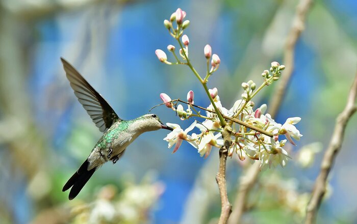Papier peint  Oiseau et fleurs au printemps