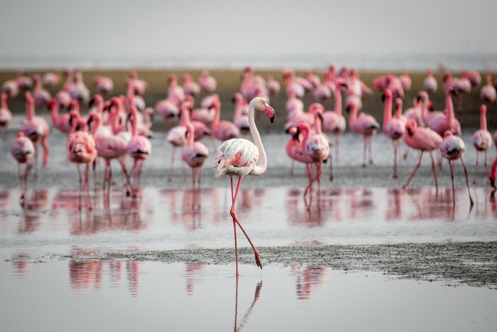 Papier peint  Oiseau exotique sur une plage