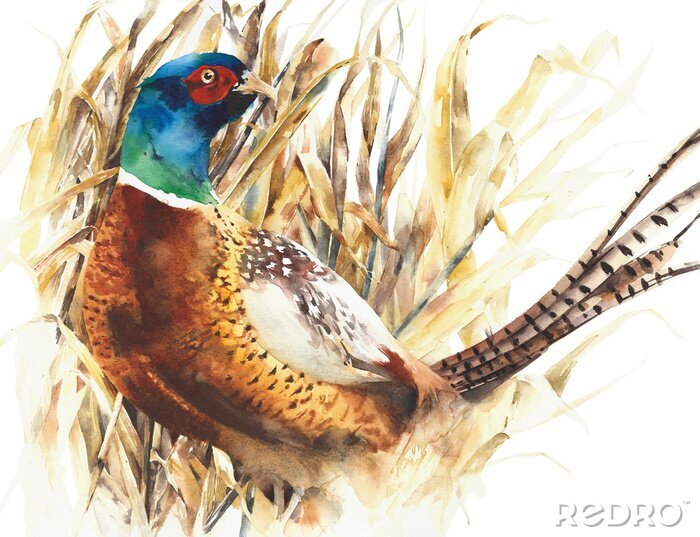 Papier peint  Oiseau faisan