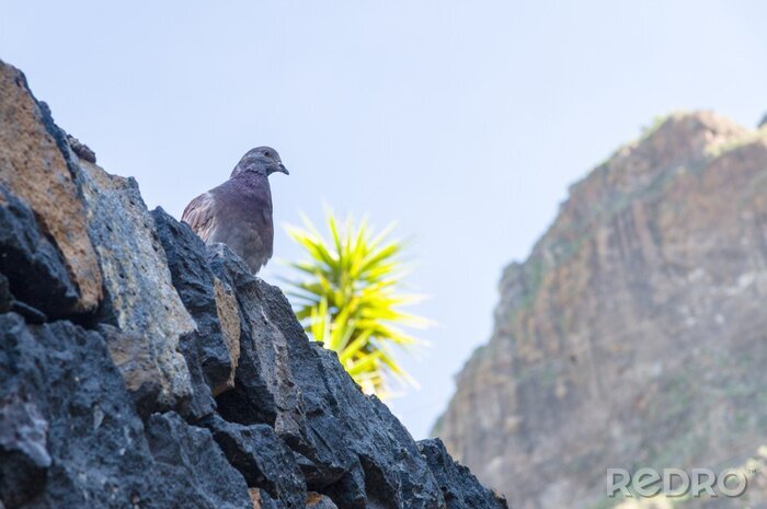 Papier peint  Oiseau gris avec une chaîne de montagnes en arrière-plan