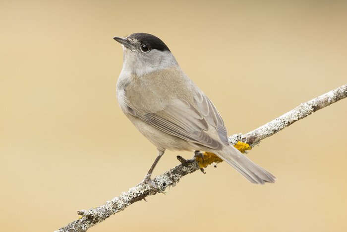 Papier peint  Oiseau gris sur une branche