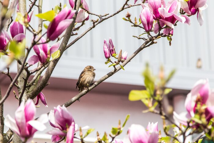 Papier peint  Oiseau gris sur une branche de magnolias en fleur