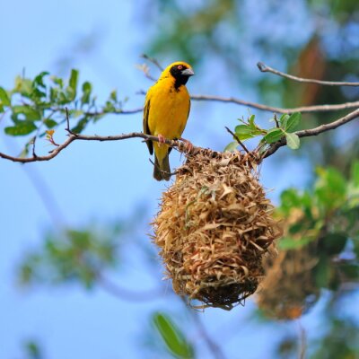 Oiseau jaune près du nid