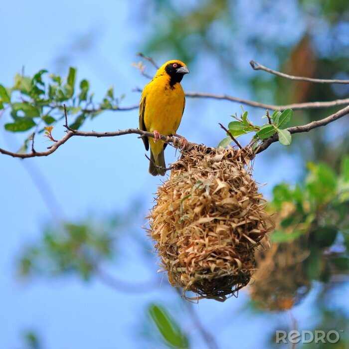 Papier peint  Oiseau jaune près du nid