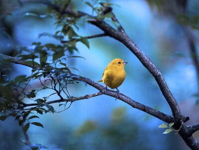 Oiseau jaune sur fond de ciel bleu