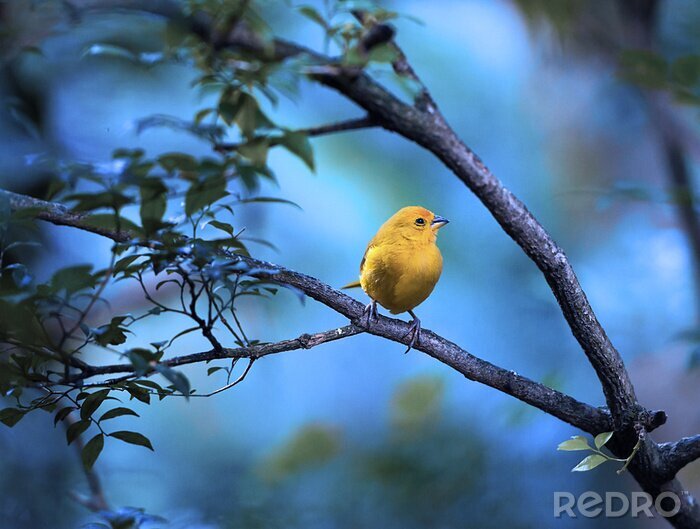 Papier peint  Oiseau jaune sur fond de ciel bleu