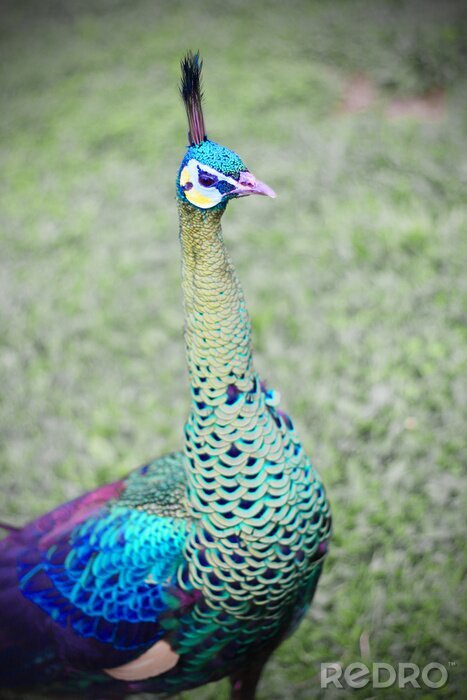 Papier peint  Oiseau majestueux dans un parc