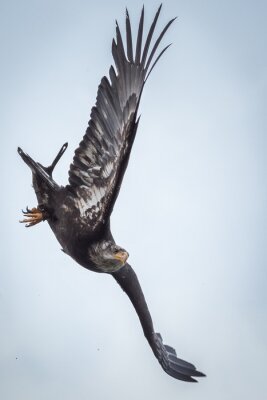 Papier peint  Oiseau noir aux ailes déployées