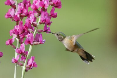 Oiseau près de fleurs violettes