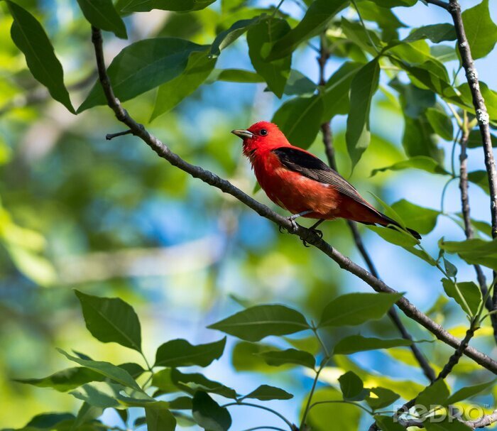 Papier peint  Oiseau sur fond de feuilles vertes