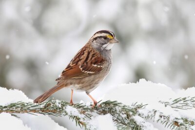 Oiseau sur une branche enneigée