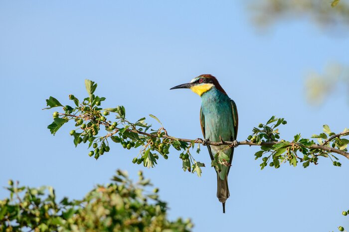 Papier peint  Oiseau sur une branche feuillue