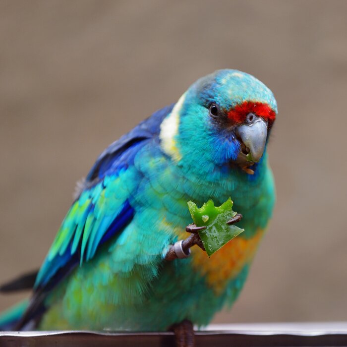 Papier peint  Oiseau tenant de la nourriture dans ses griffes