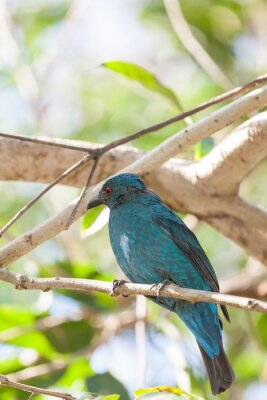 Oiseau turquoise entre des branches