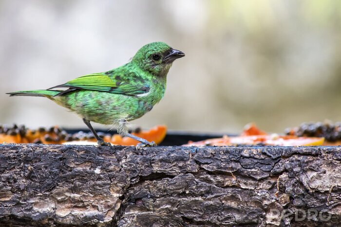 Papier peint  Oiseau vert sur du bois