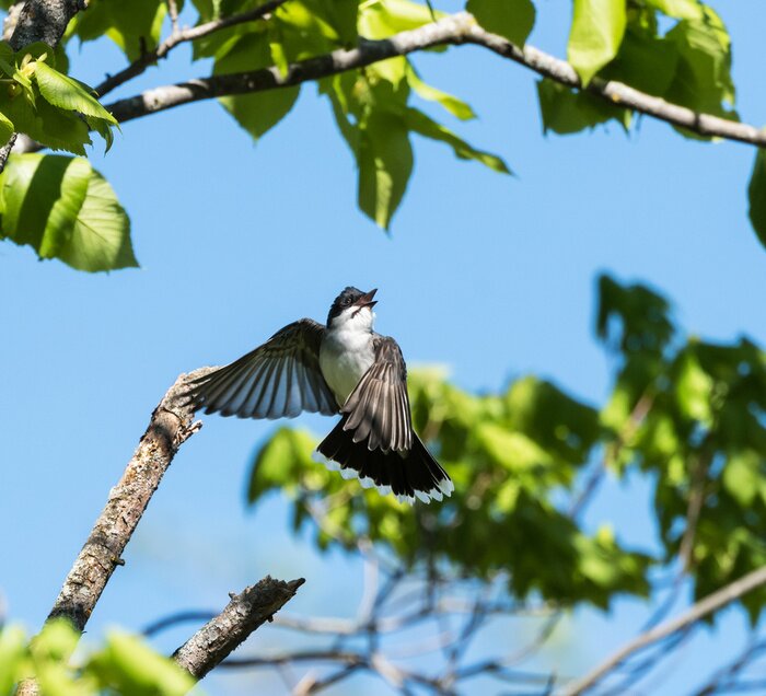 Papier peint  Oiseau volant au milieu de feuilles vertes
