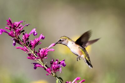 Oiseau volant près d'une belle fleur