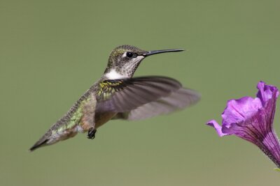 Oiseau volant près d'une fleur