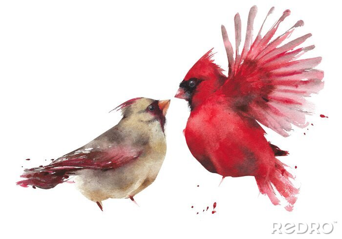 Papier peint  Oiseaux aquarelles exotiques