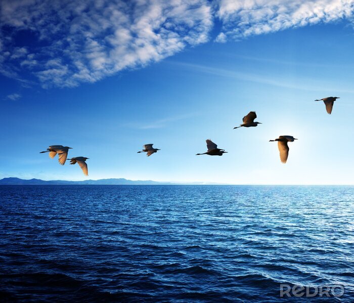 Papier peint  Oiseaux au bord de la mer des Caraïbes