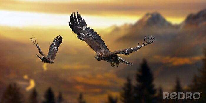 Papier peint  Oiseaux au-dessus de la forêt dans les montagnes