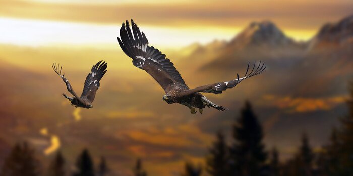 Papier peint  Oiseaux au-dessus de la forêt dans les montagnes