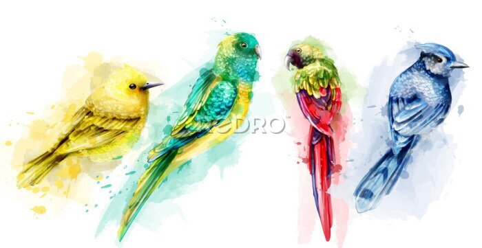 Papier peint  Oiseaux aux couleurs tropicales peints à l'aquarelle