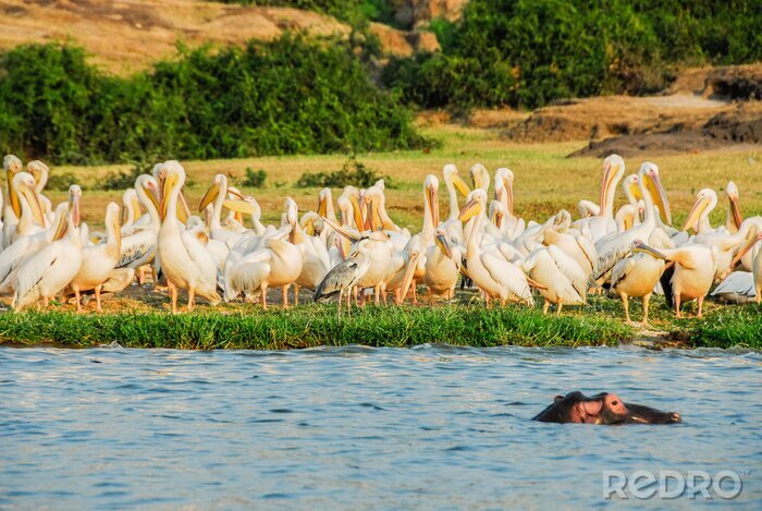Papier peint  Oiseaux blancs d'Afrique au bord de l'eau