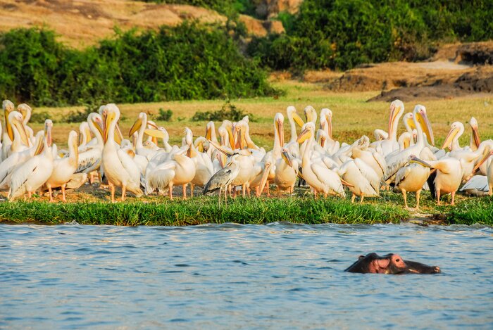 Papier peint  Oiseaux blancs d'Afrique au bord de l'eau