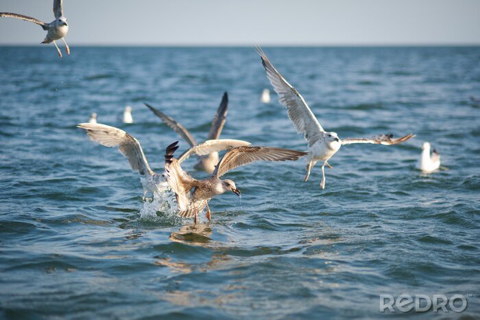 Papier peint  Oiseaux blancs en mouvement
