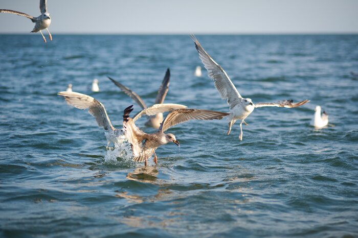 Papier peint  Oiseaux blancs en mouvement