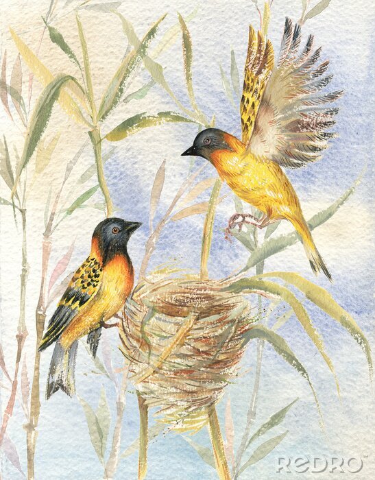 Papier peint  Oiseaux construisant un nid