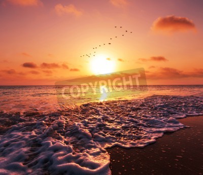 Papier peint  Oiseaux de mer et coucher de soleil