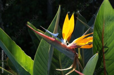 Papier peint  Oiseaux du paradis Fleur Strelitzia de Coronado en Californie. Une belle fleur de Birds of Paradise connue sous le nom de Strelitzia de Coronado en Californie.