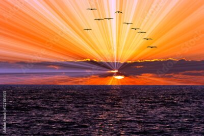 Papier peint  Oiseaux en vol au-dessus de l'océan au coucher du soleil