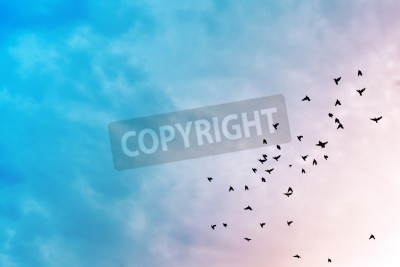 Papier peint  Oiseaux et ciel pastel