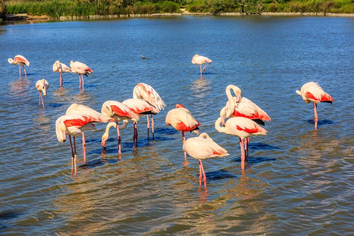 Papier peint  Oiseaux marchant dans l'eau