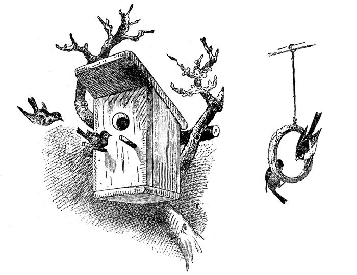 Papier peint  Oiseaux noirs et blancs dans une maison