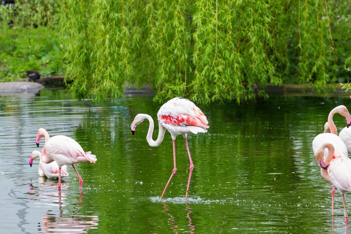 Papier peint  Oiseaux pataugeant dans l'eau