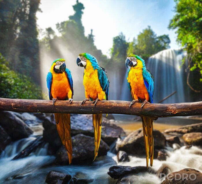 Papier peint  Oiseaux perroquets colorés