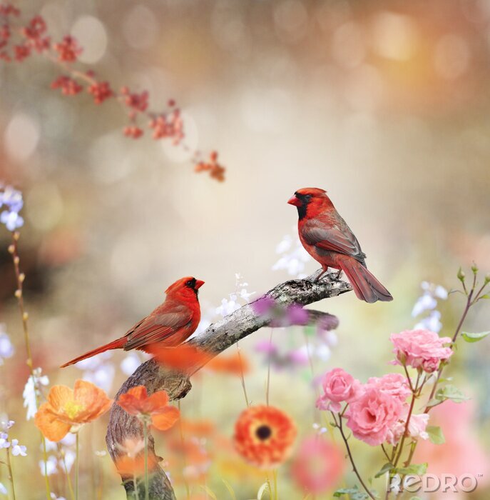 Papier peint  Oiseaux rouges à l'extérieur